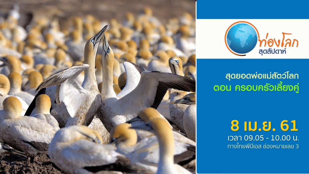 สุดยอดพ่อแม่สัตว์โลก ตอน ครอบครัวเลี้ยงคู่