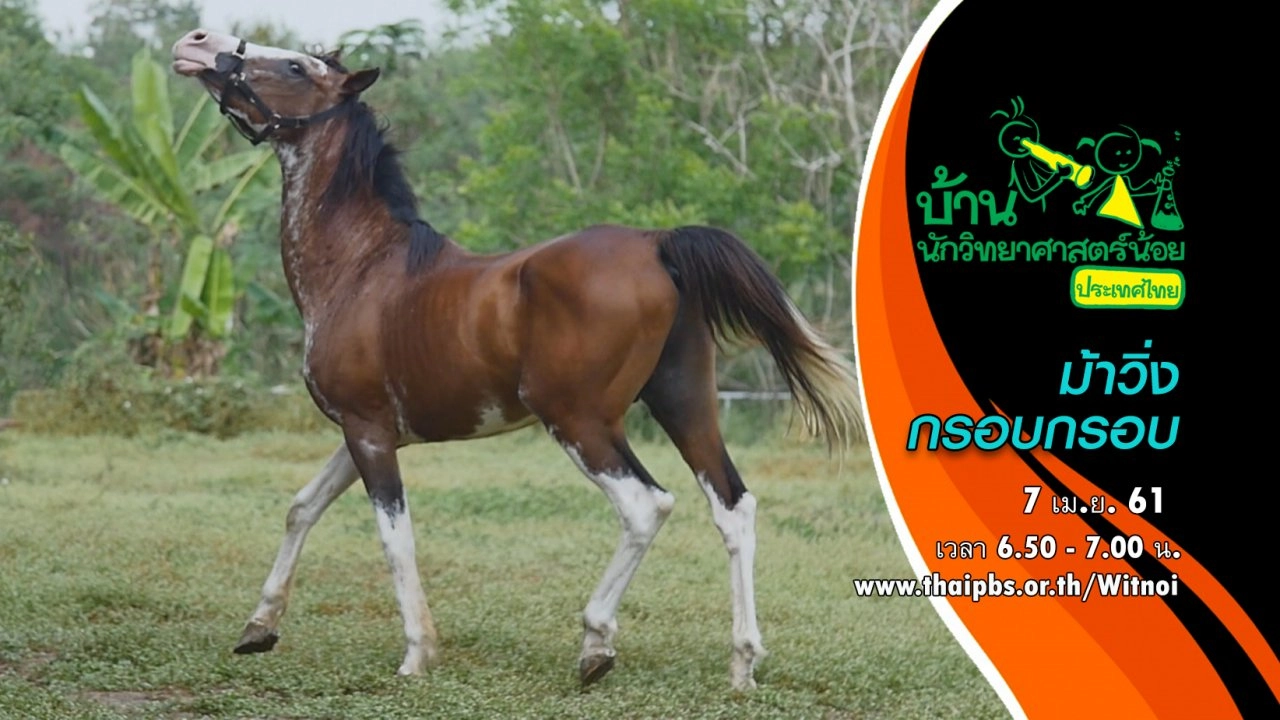 ม้าวิ่งกรอบกรอบ