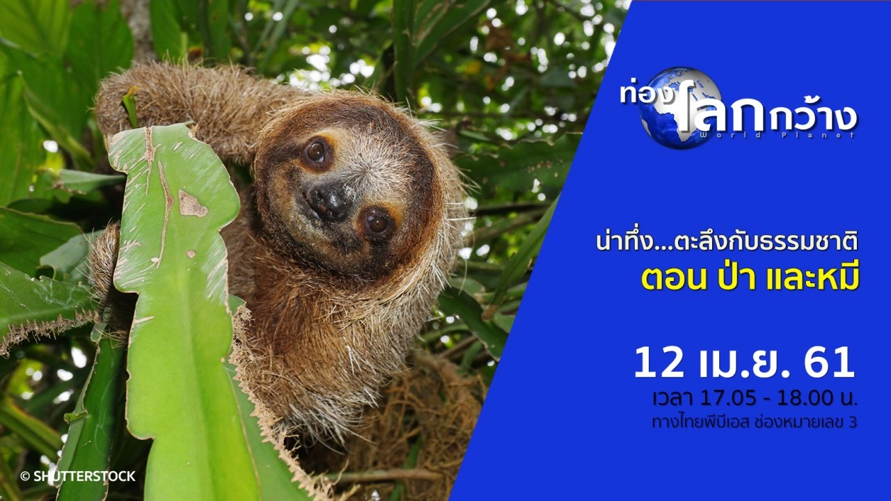 น่าทึ่ง...ตะลึงกับธรรมชาติ ตอน ป่า และหมี