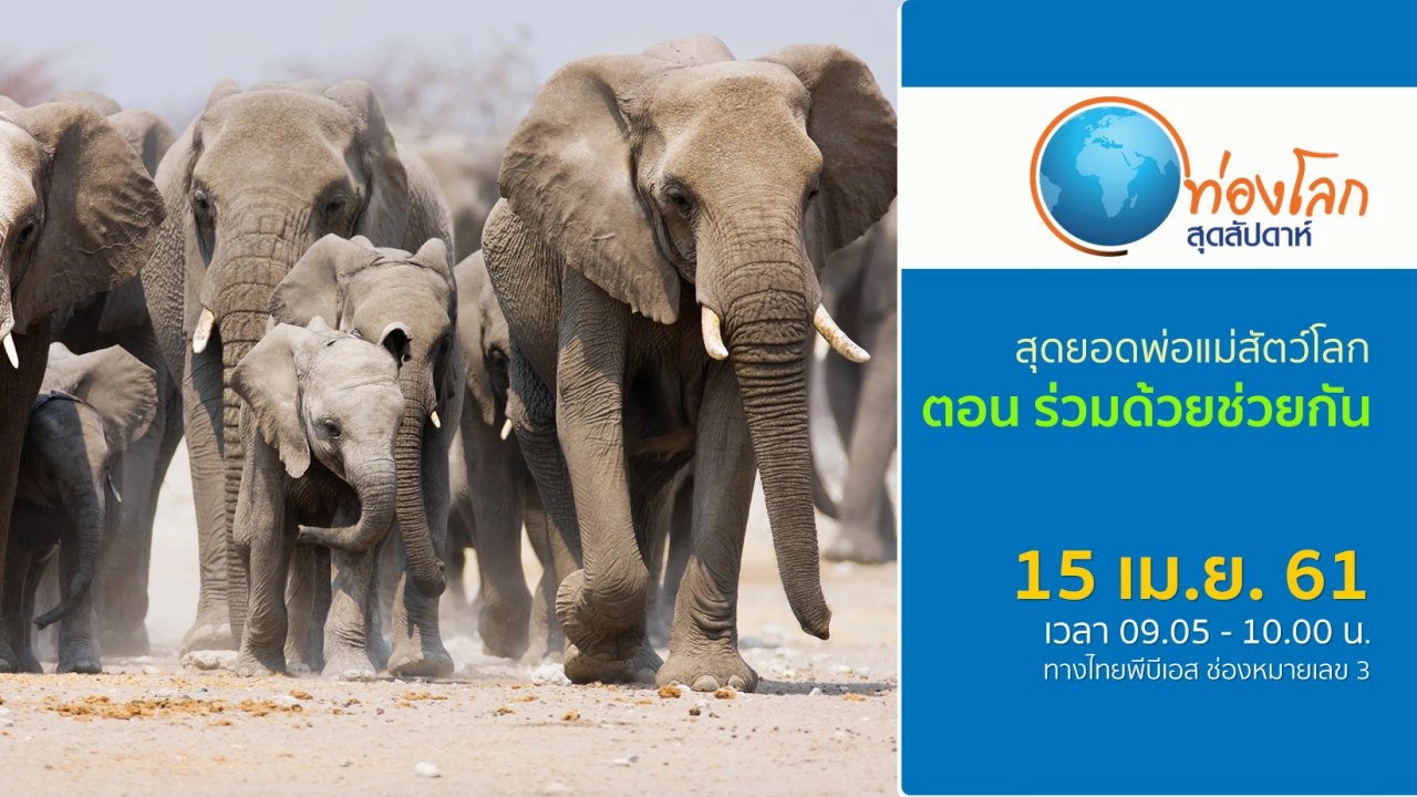 สุดยอดพ่อแม่สัตว์โลก ตอน ร่วมด้วยช่วยกัน