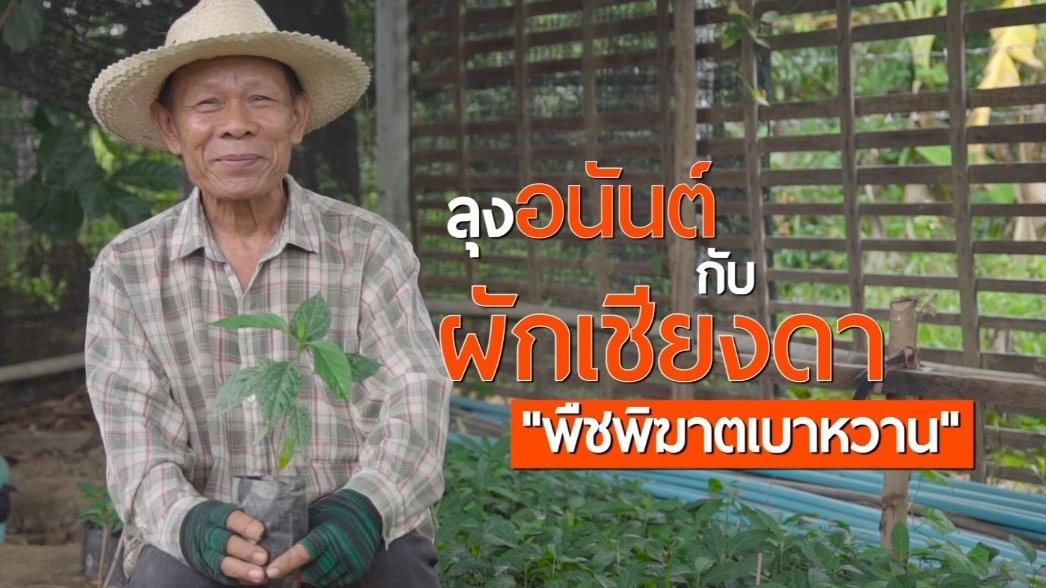 ลุงอนันต์กับผักเชียงดาพิฆาตเบาหวาน/ เพื่อนช่วยเพื่อนสูงวัยไม่ทิ้งกัน ต.ดอนแก้ว