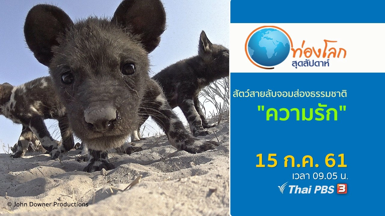 สัตว์สายลับจอมส่องธรรมชาติ ตอน ความรัก