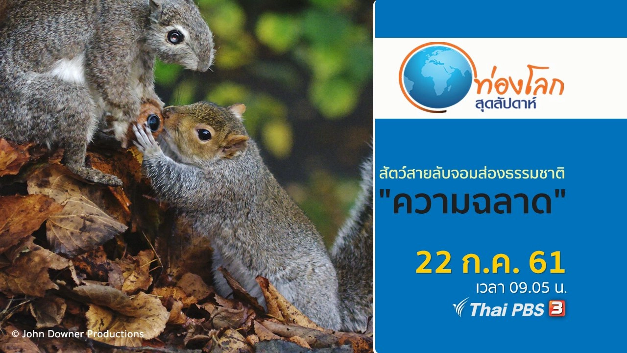 สัตว์สายลับจอมส่องธรรมชาติ ตอน ความฉลาด