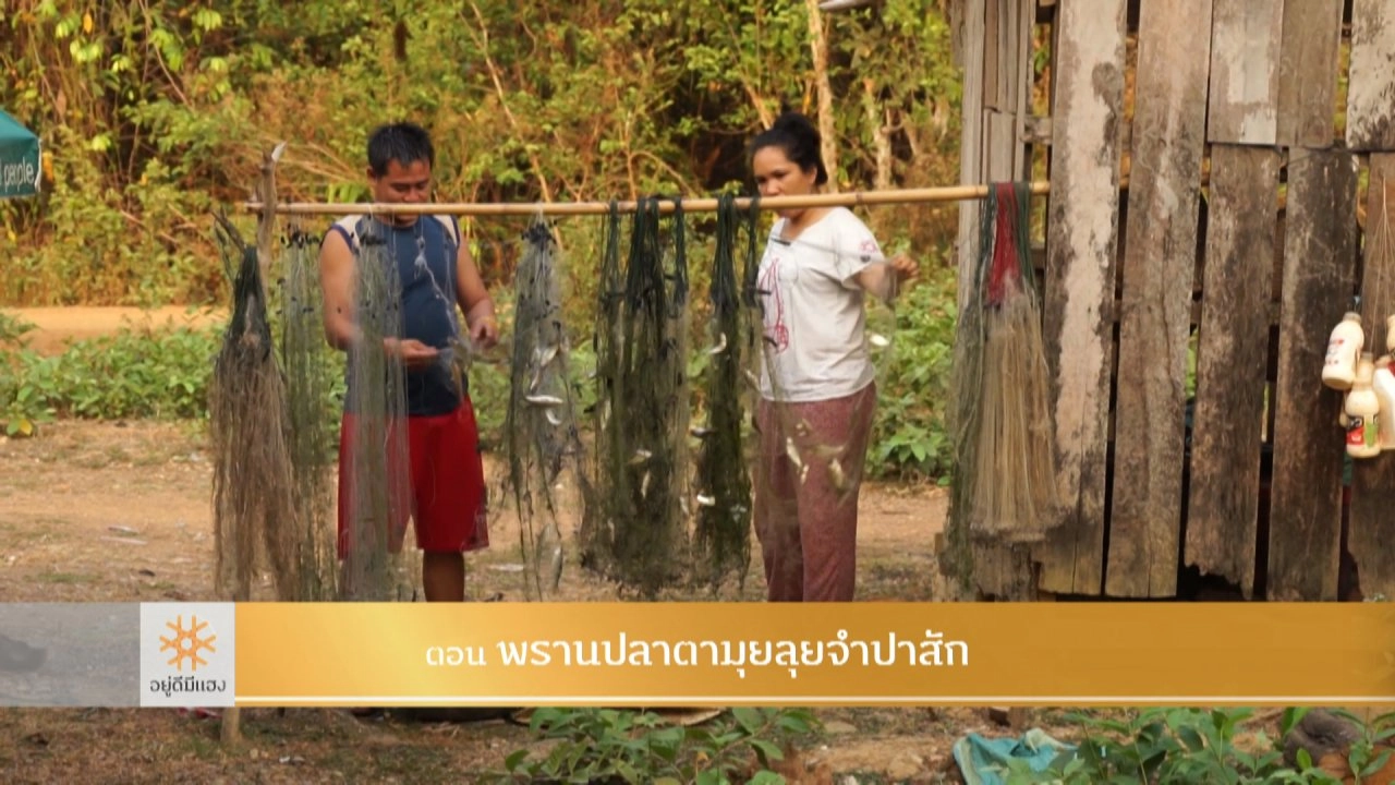 พรานปลาตามุยลุยจำปาสัก​