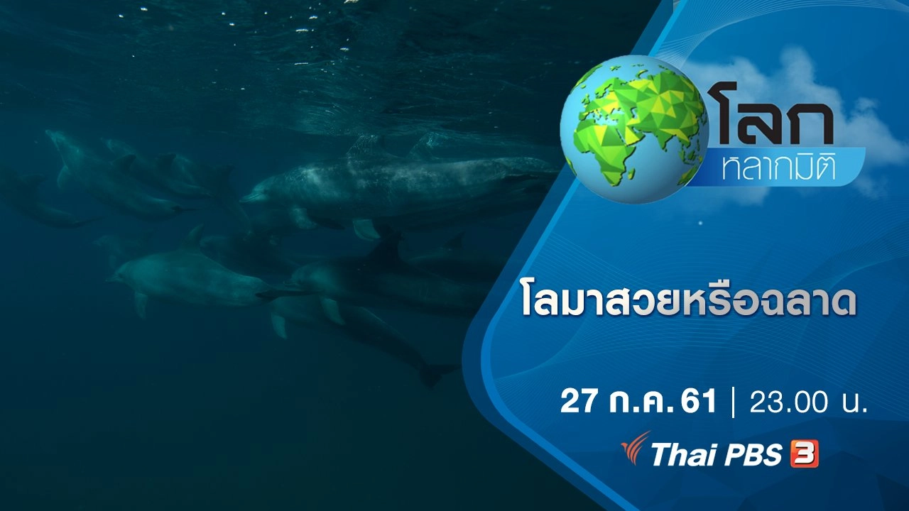 โลมาสวยหรือฉลาด