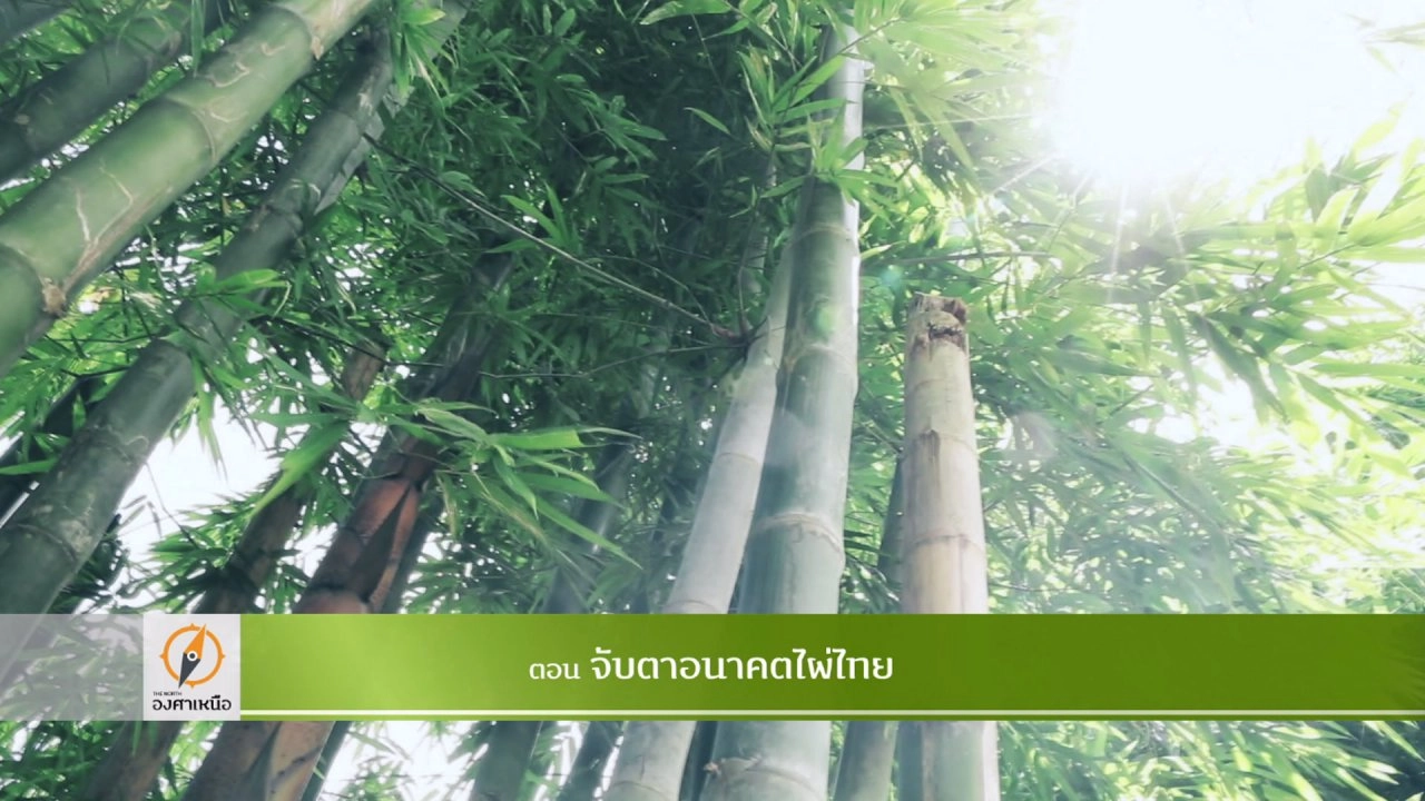 จับตาอนาคตไผ่ไทย​​