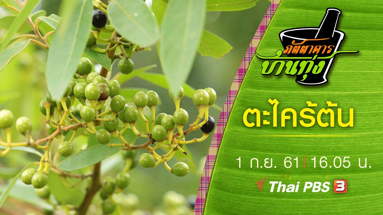 ตะไคร้ต้น