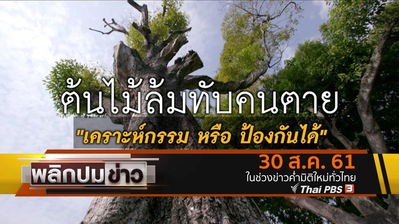 ต้นไม้ล้มทับคนตาย เคราะห์กรรมหรือป้องกันได้