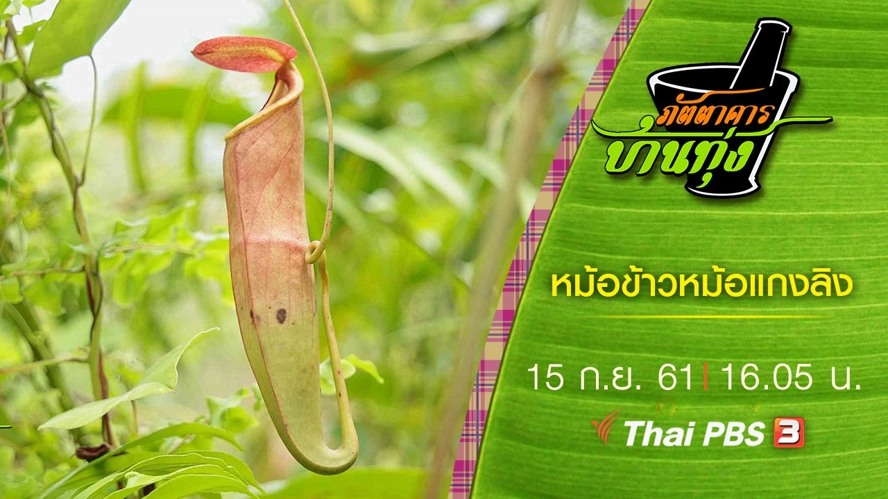 หม้อข้าวหม้อแกงลิง