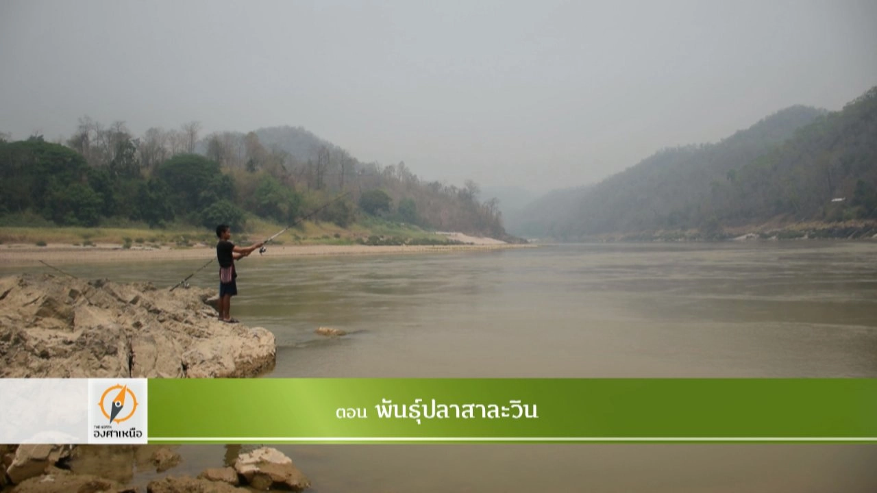 พันธุ์ปลาสาละวิน​