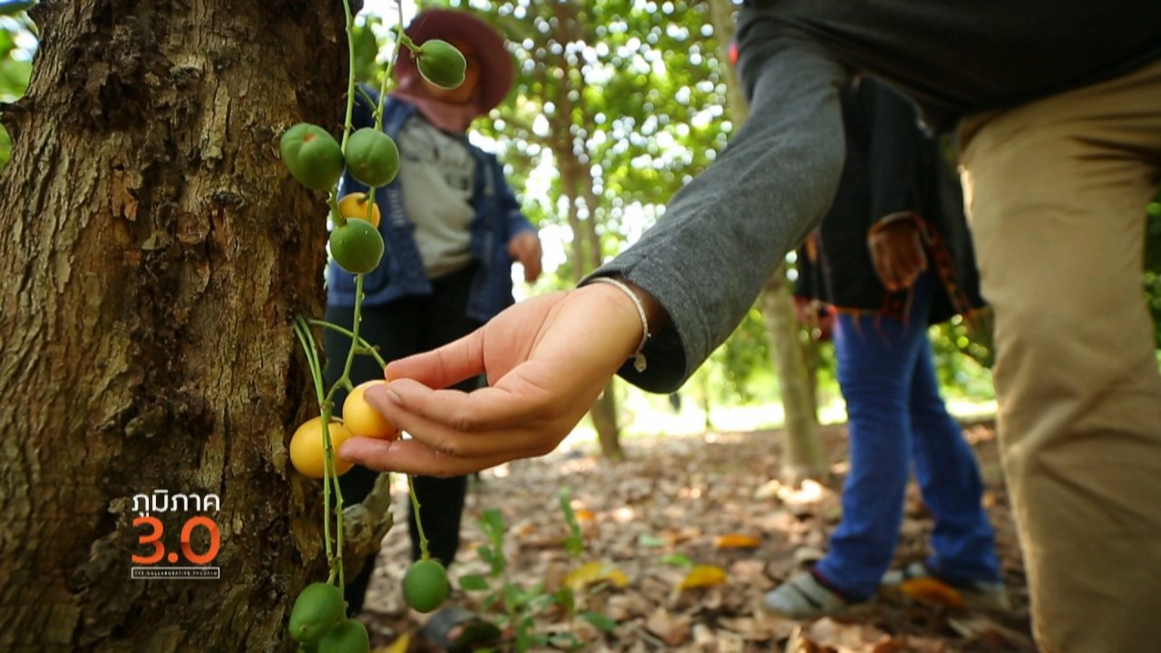 เบิ่งแยงห้วยยาง, ทะเลคือชีวิต, พันธุ์ปลาสาละวิน​