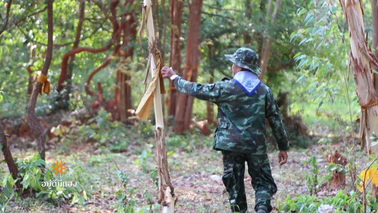 กันชนป่ามรดกโลก, ป่าดงนามล, ฅนอาสา ดูแลป่าโตนสะตอ