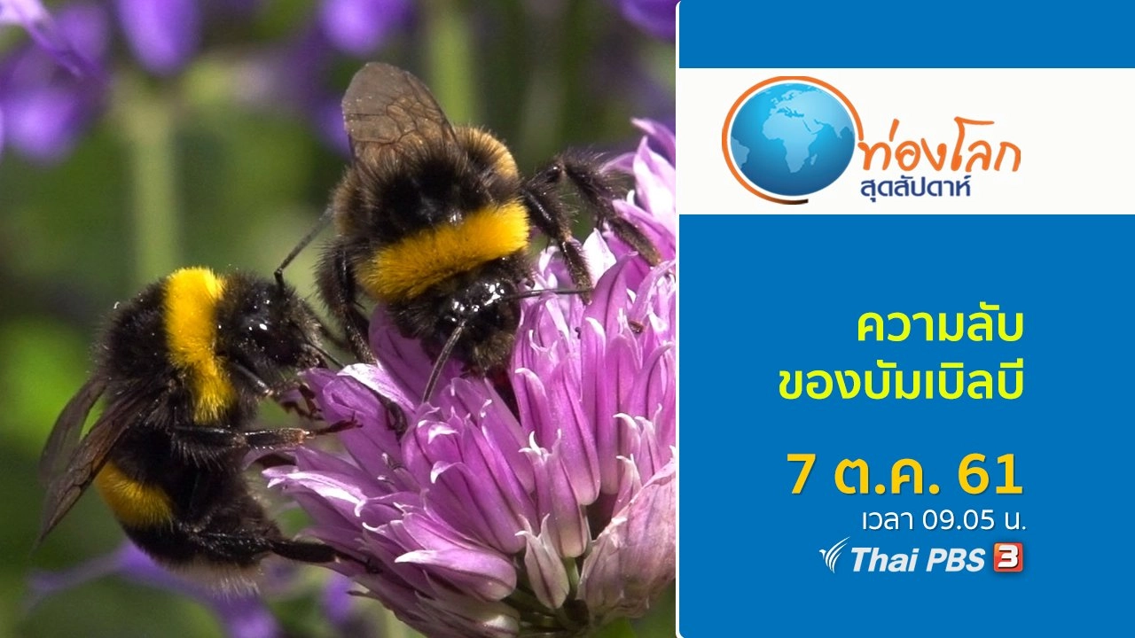 ความลับของบัมเบิลบี