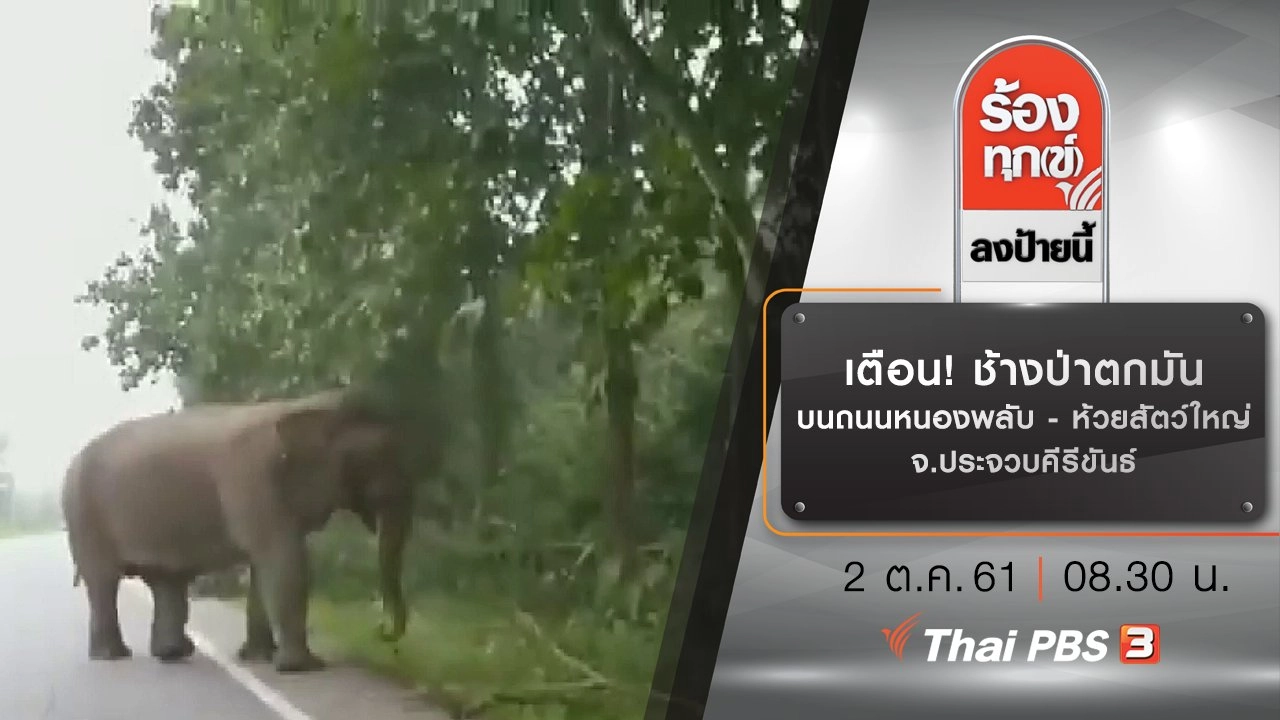 เตือน! ช้างป่าตกมันบนถนนหนองพลับ - ห้วยสัตว์ใหญ่ จ.ประจวบคีรีขันธ์