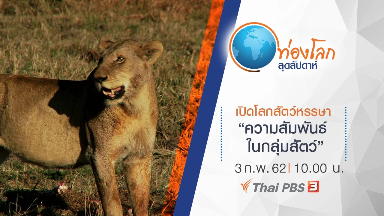 เปิดโลกสัตว์หรรษา ตอน ความสัมพันธ์ในกลุ่มสัตว์