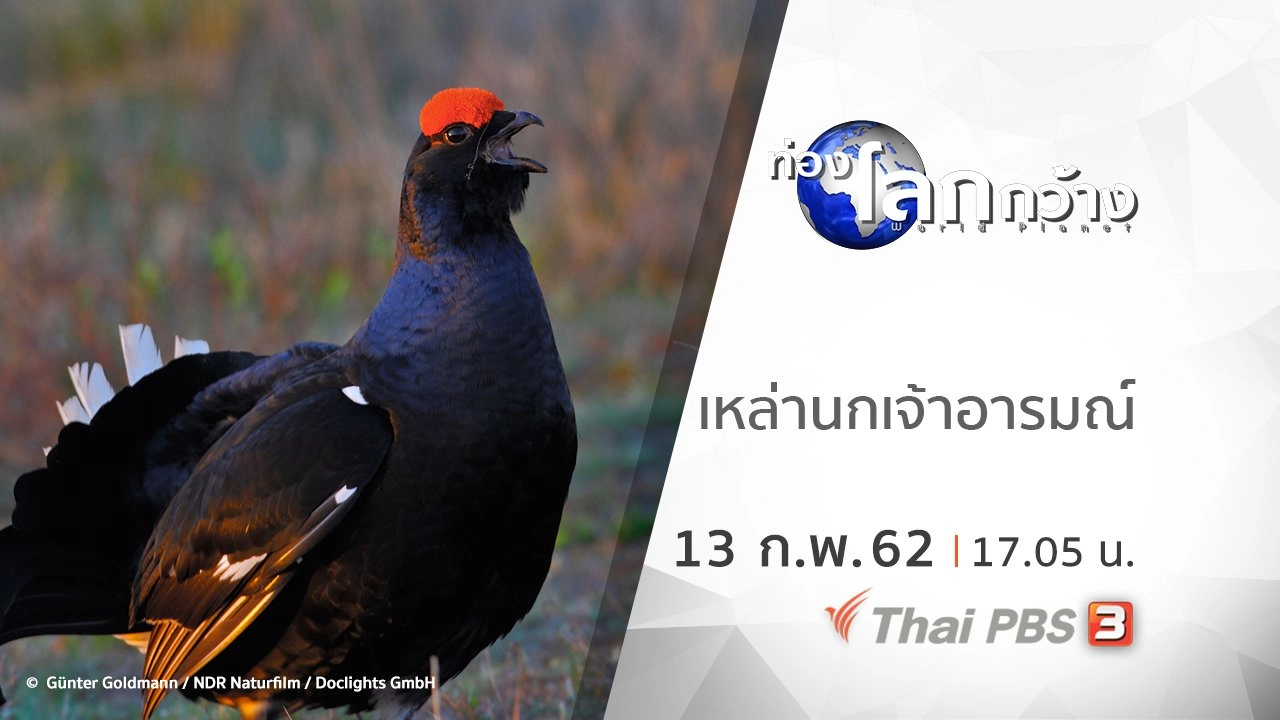 เหล่านกเจ้าอารมณ์