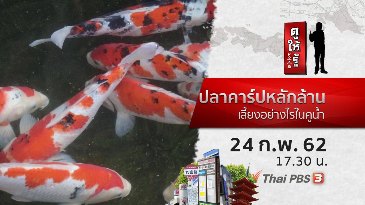 ปลาคาร์ปหลักล้าน เลี้ยงอย่างไรในคูน้ำ