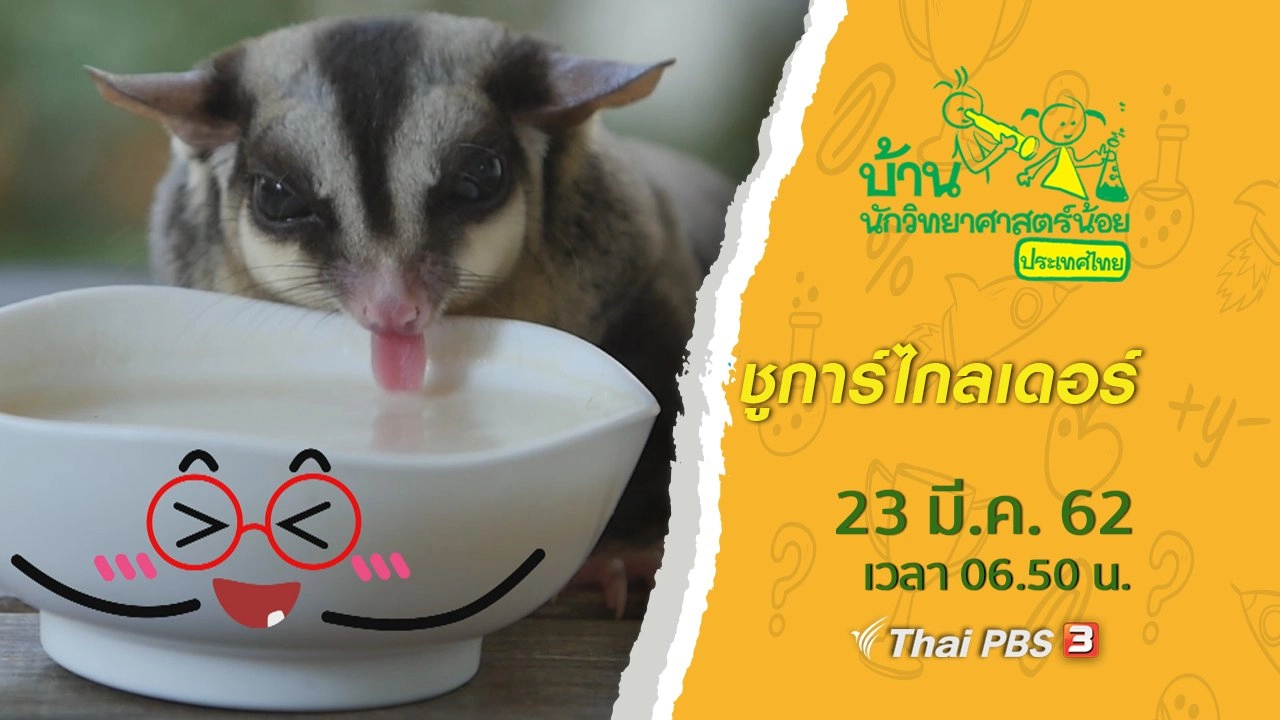 ชูการ์ไกลเดอร์