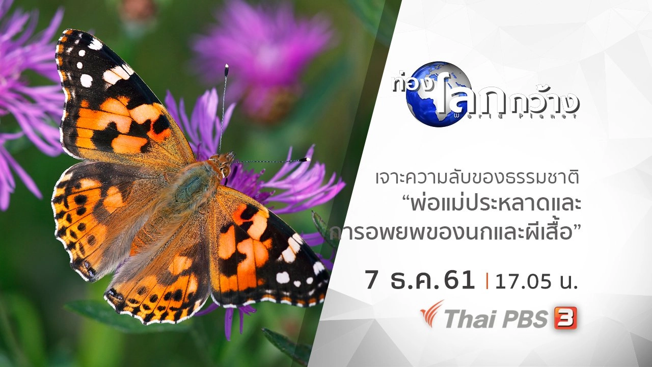 เจาะความลับของธรรมชาติ ตอน พ่อแม่ประหลาด และการอพยพของนกและผีเสื้อ