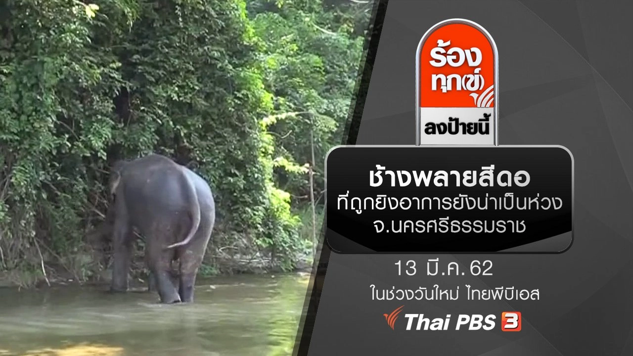 ช้างพลายสีดอที่ถูกยิงอาการยังน่าเป็นห่วง จ.นครศรีธรรมราช​