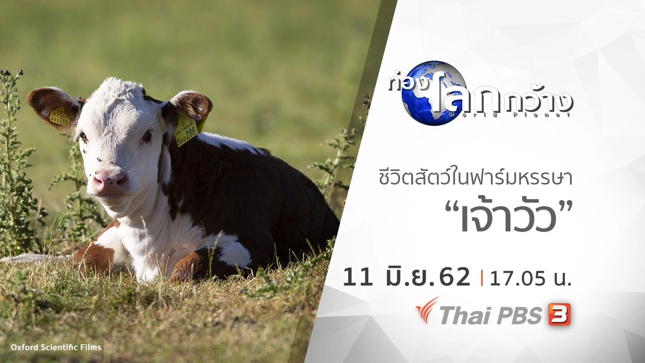 ชีวิตสัตว์ในฟาร์มหรรษา ตอน เจ้าวัว