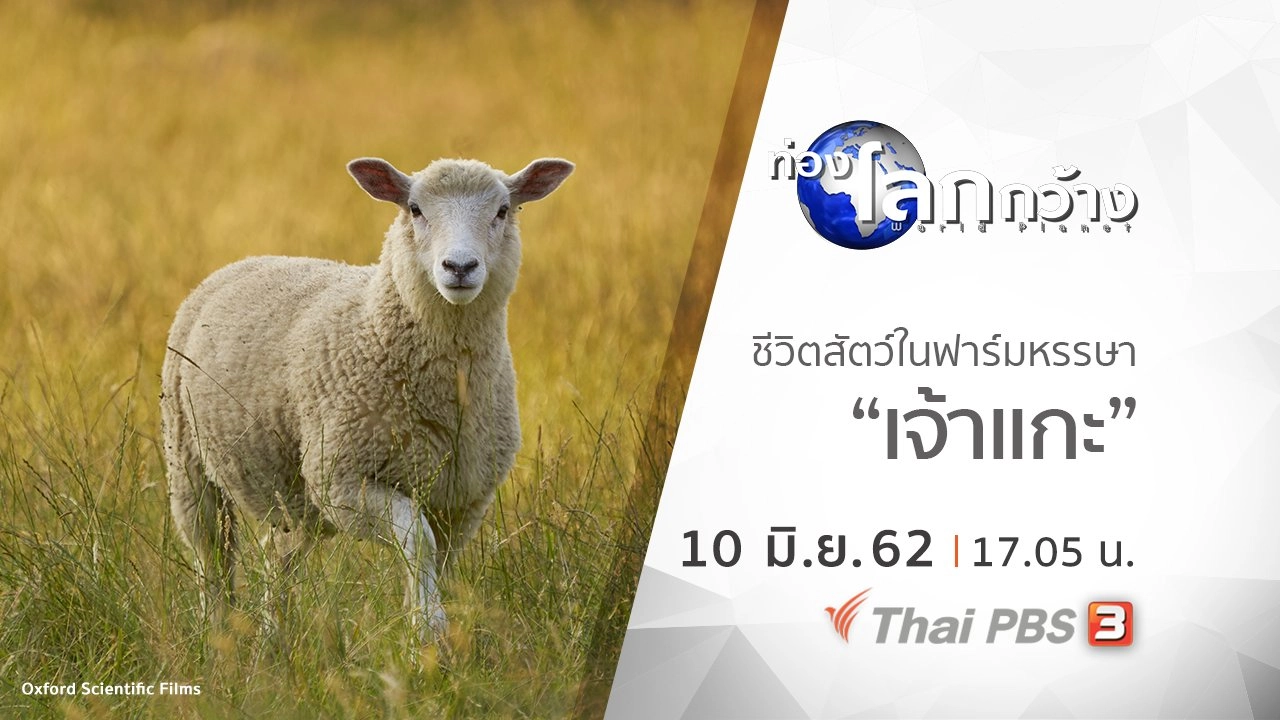 ชีวิตสัตว์ในฟาร์มหรรษา ตอน เจ้าแกะ