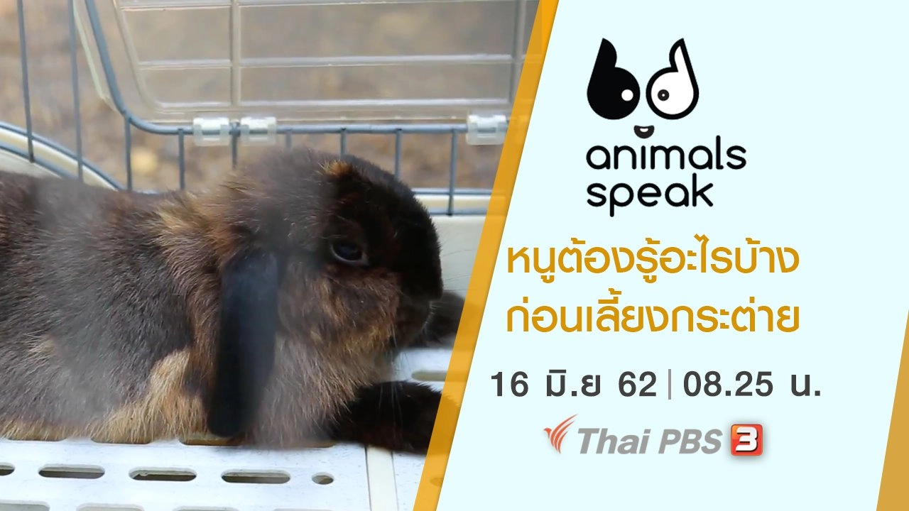 หนูต้องรู้อะไรบ้างก่อนเลี้ยงกระต่าย