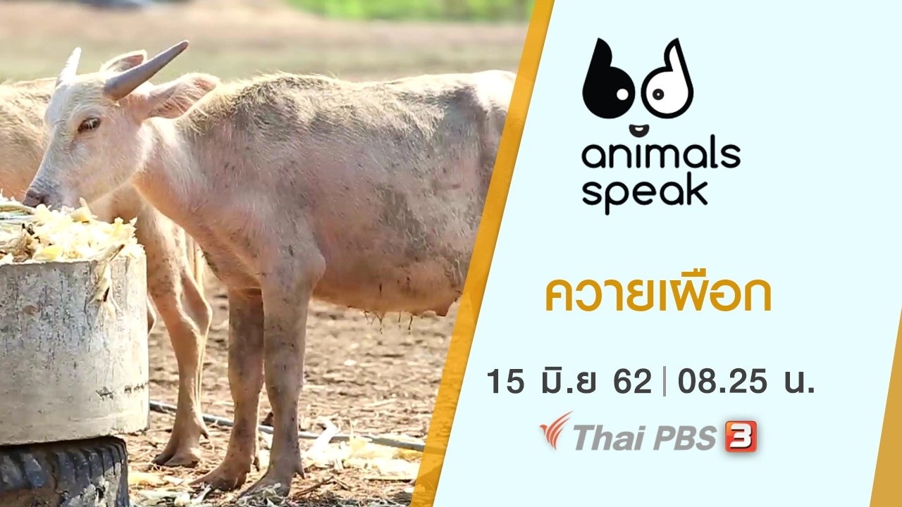 ควายเผือก