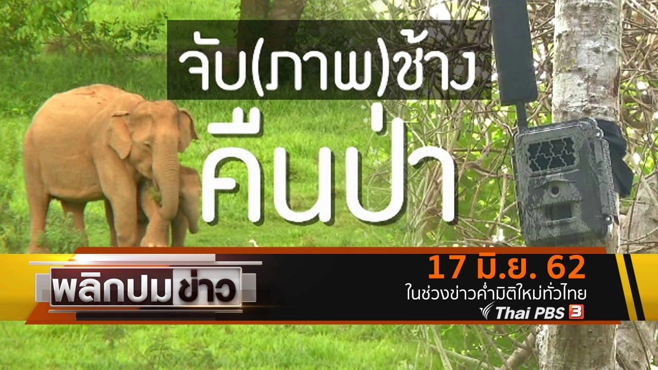 จับ(ภาพ)ช้างคืนป่า