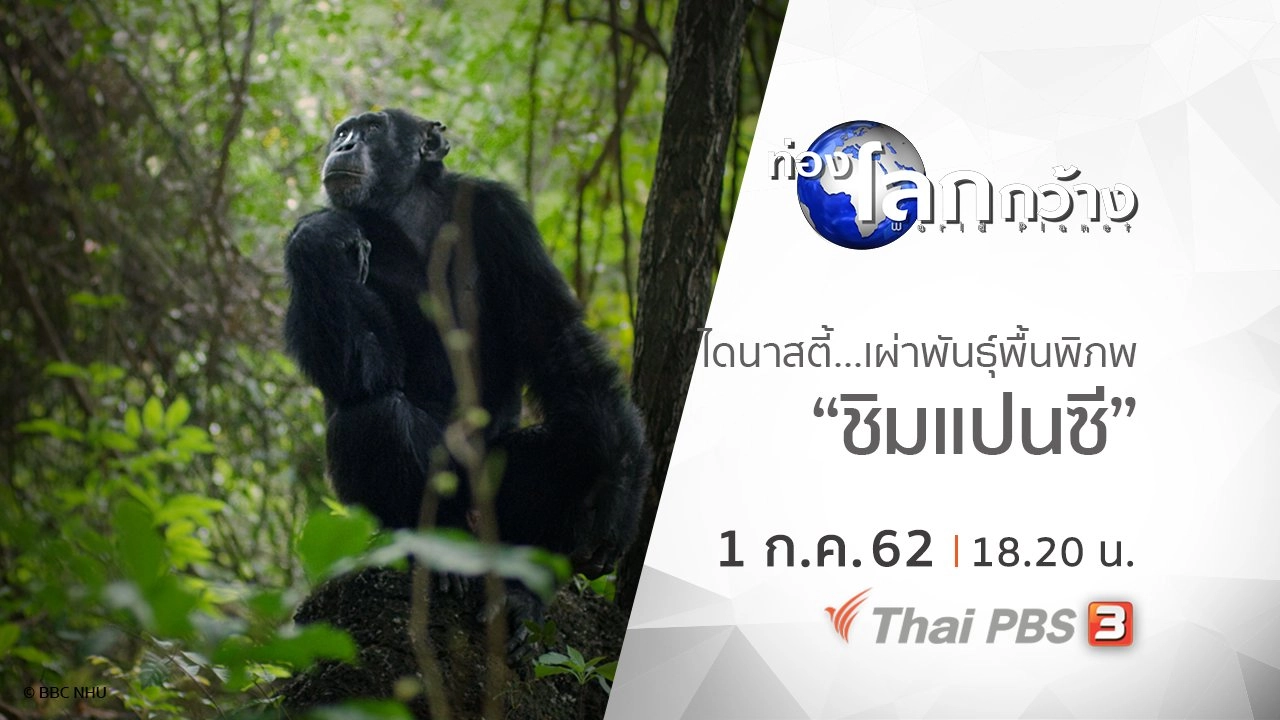 ไดนาสตี้ เผ่าพันธุ์พื้นพิภพ ตอน ชิมแปนซี