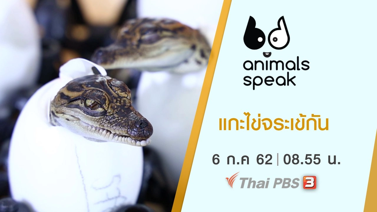 แกะไข่จระเข้กัน