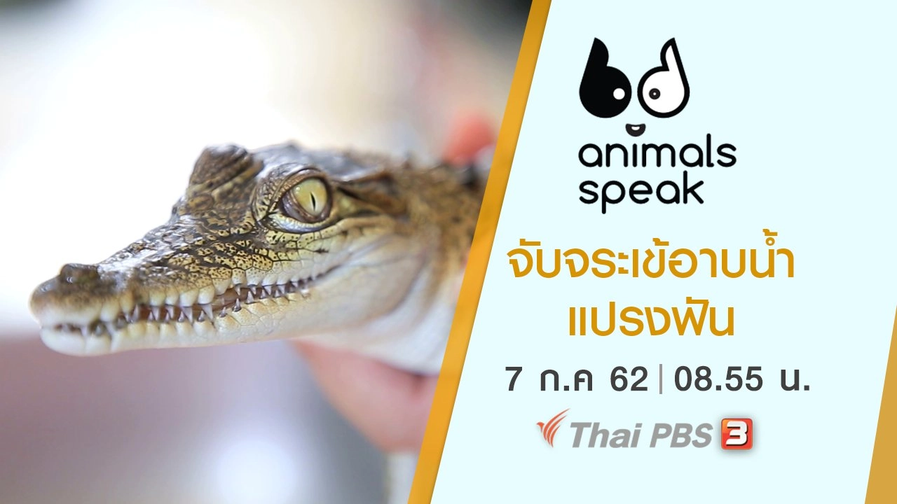 จับจระเข้อาบน้ำ แปรงฟัน