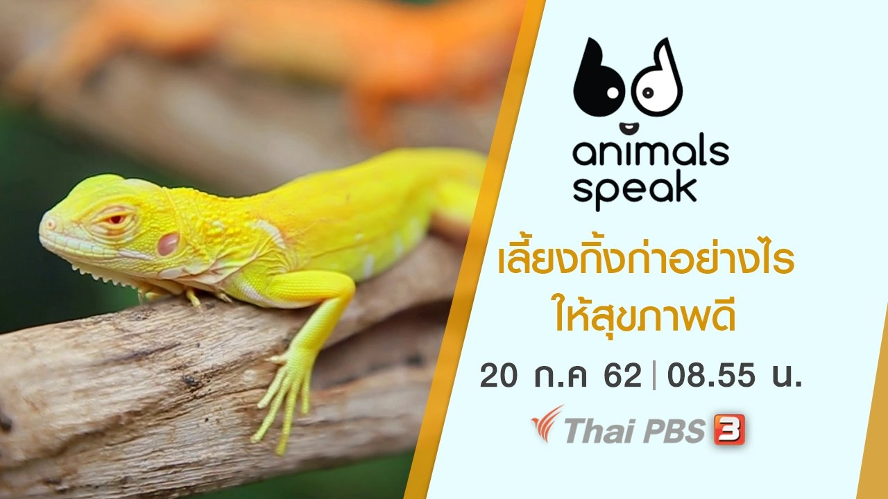 เลี้ยงกิ้งก่าอย่างไรให้สุขภาพดี