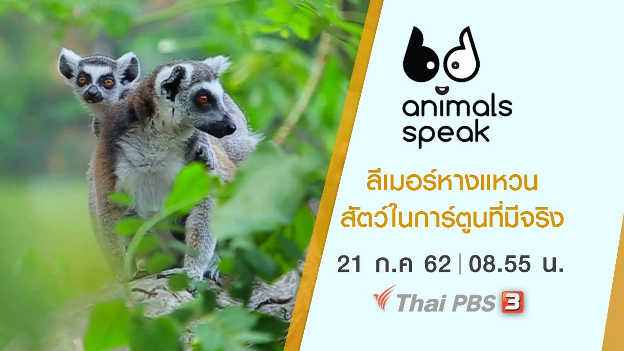 ลีเมอร์หางแหวน สัตว์ในการ์ตูนที่มีจริง