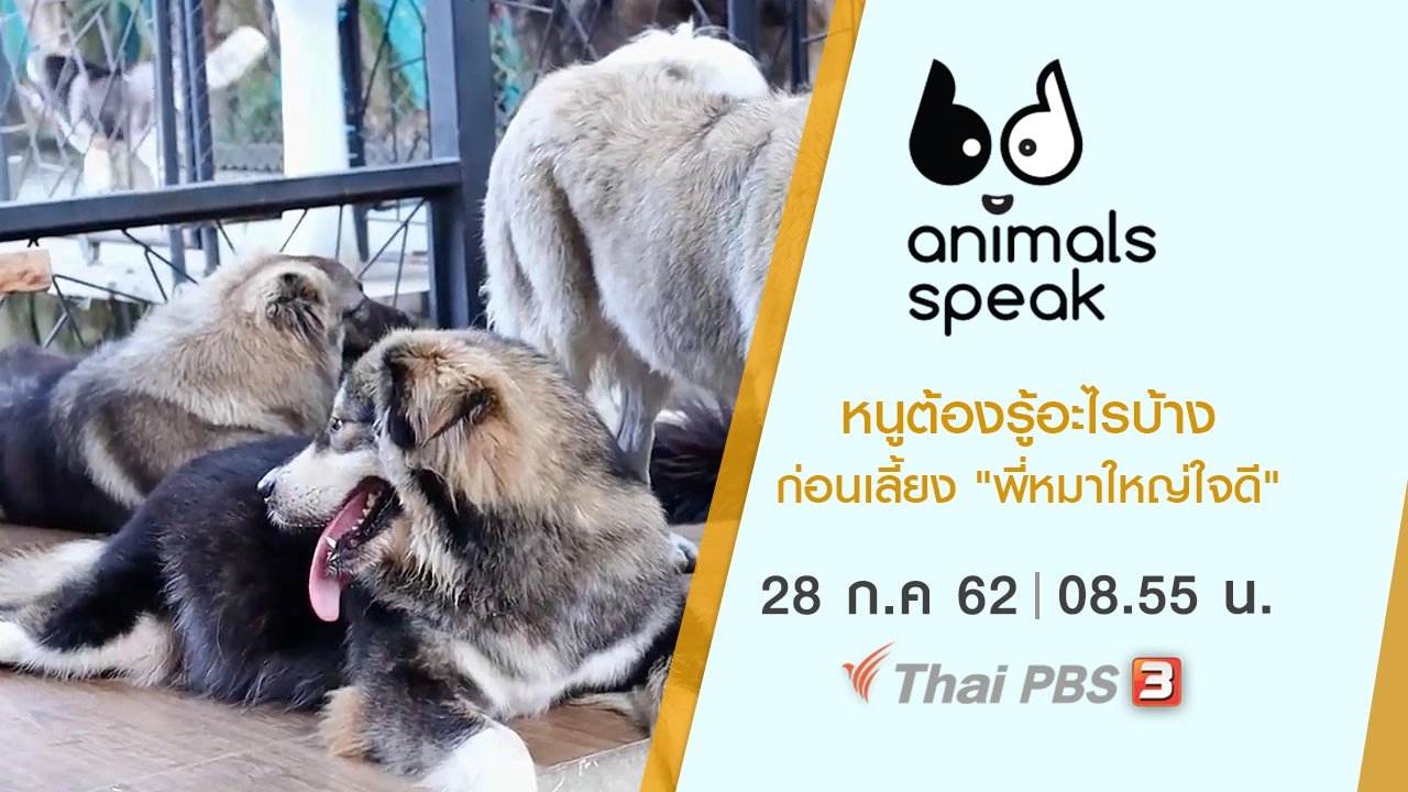 หนูต้องรู้อะไรบ้างก่อนเลี้ยง "พี่หมาใหญ่ใจดี"