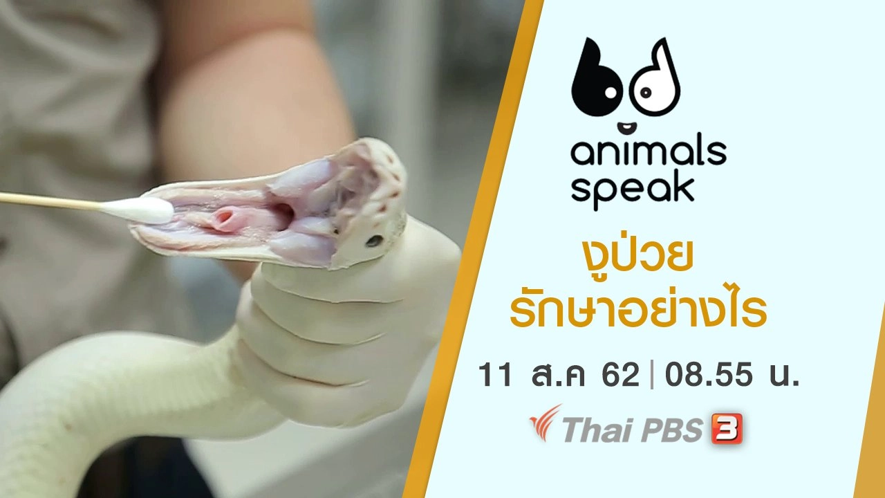 งูป่วยรักษาอย่างไร