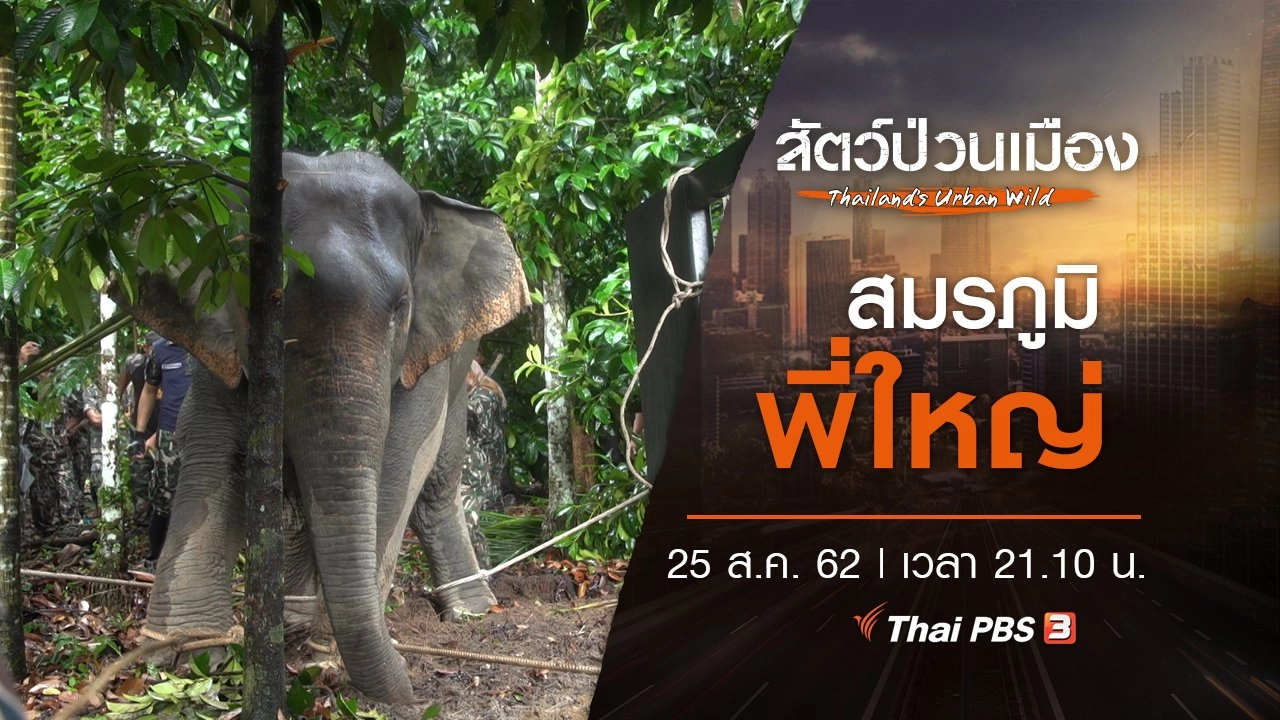 สมรภูมิพี่ใหญ่