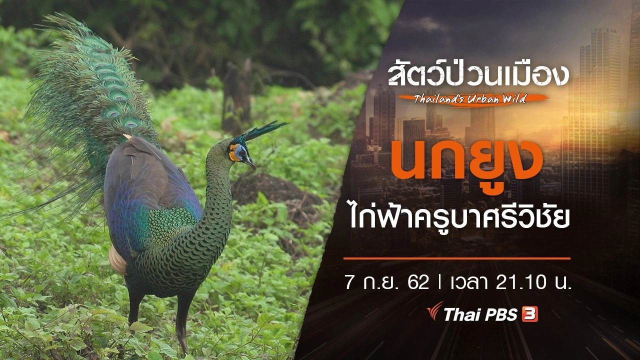 นกยูง ไก่ฟ้าครูบาศรีวิชัย