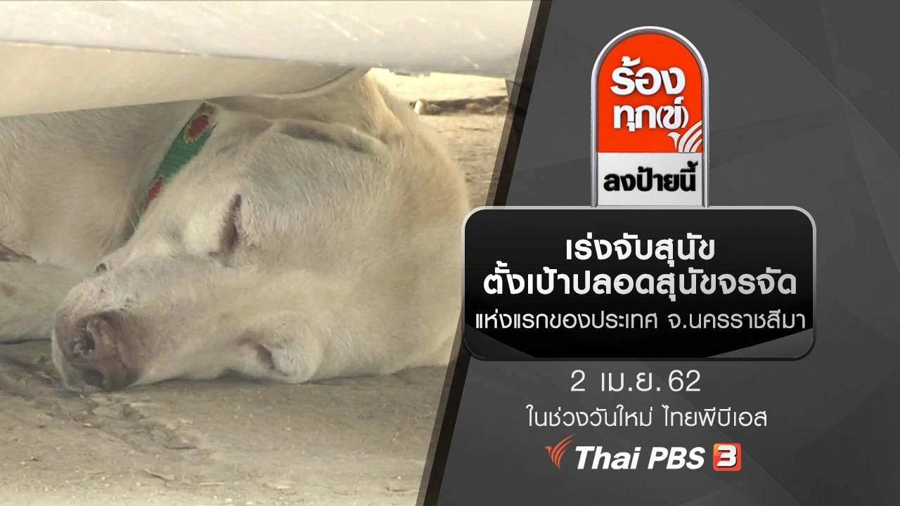 เร่งจับสุนัขตั้งเป้าปลอดสุนัขจรจัดแห่งแรกของประเทศ จ.นครราชสีมา