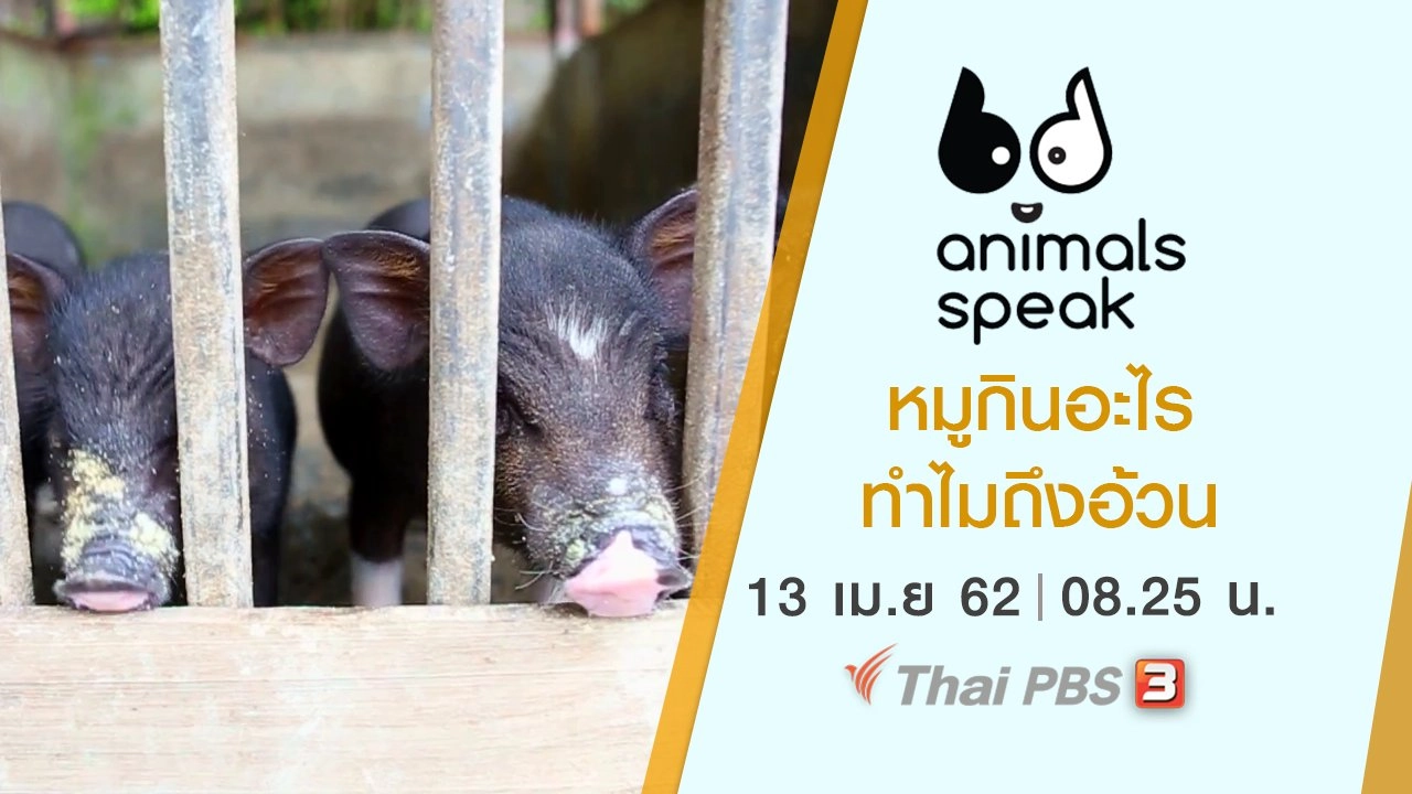 หมูกินอะไร ทำไมถึงอ้วน