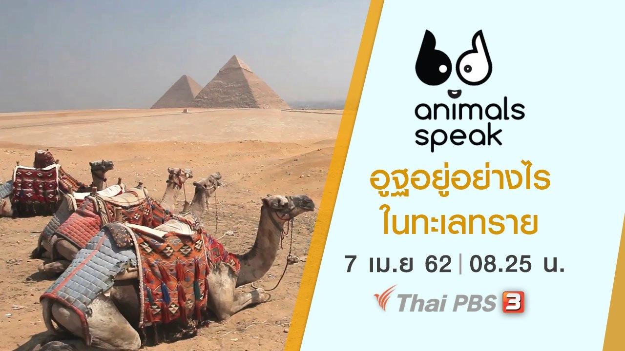 อูฐอยู่อย่างไรในทะเลทราย