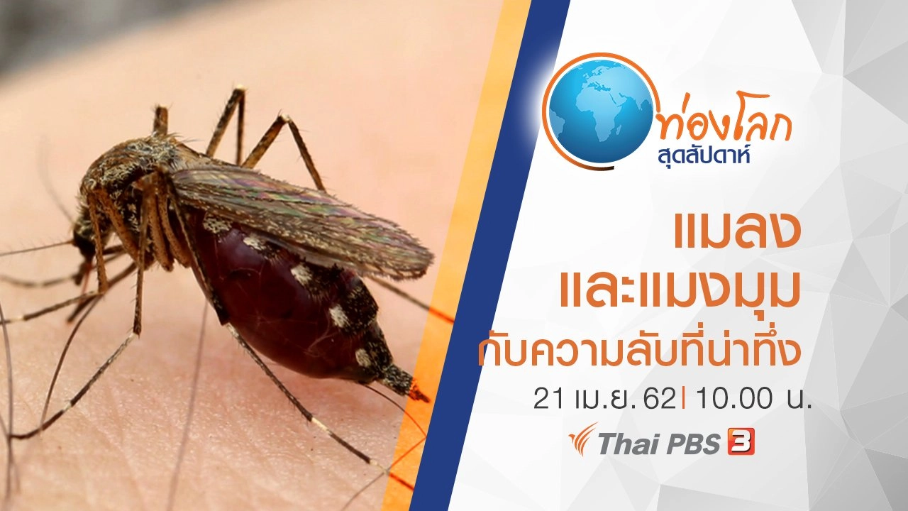 เปิดโลกสัตว์หรรษา ตอน แมลงและแมงมุมกับความลับที่น่าทึ่ง