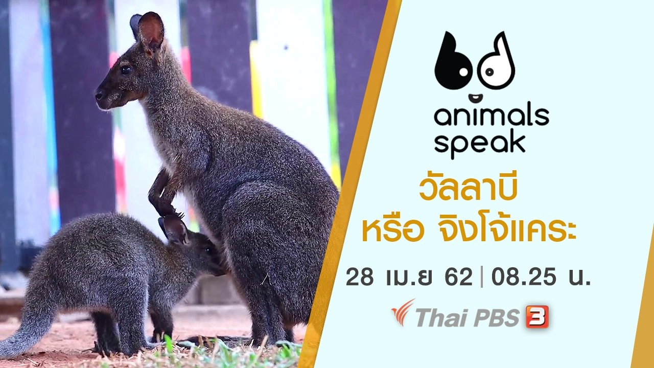 วัลลาบี หรือ จิงโจ้แคระ