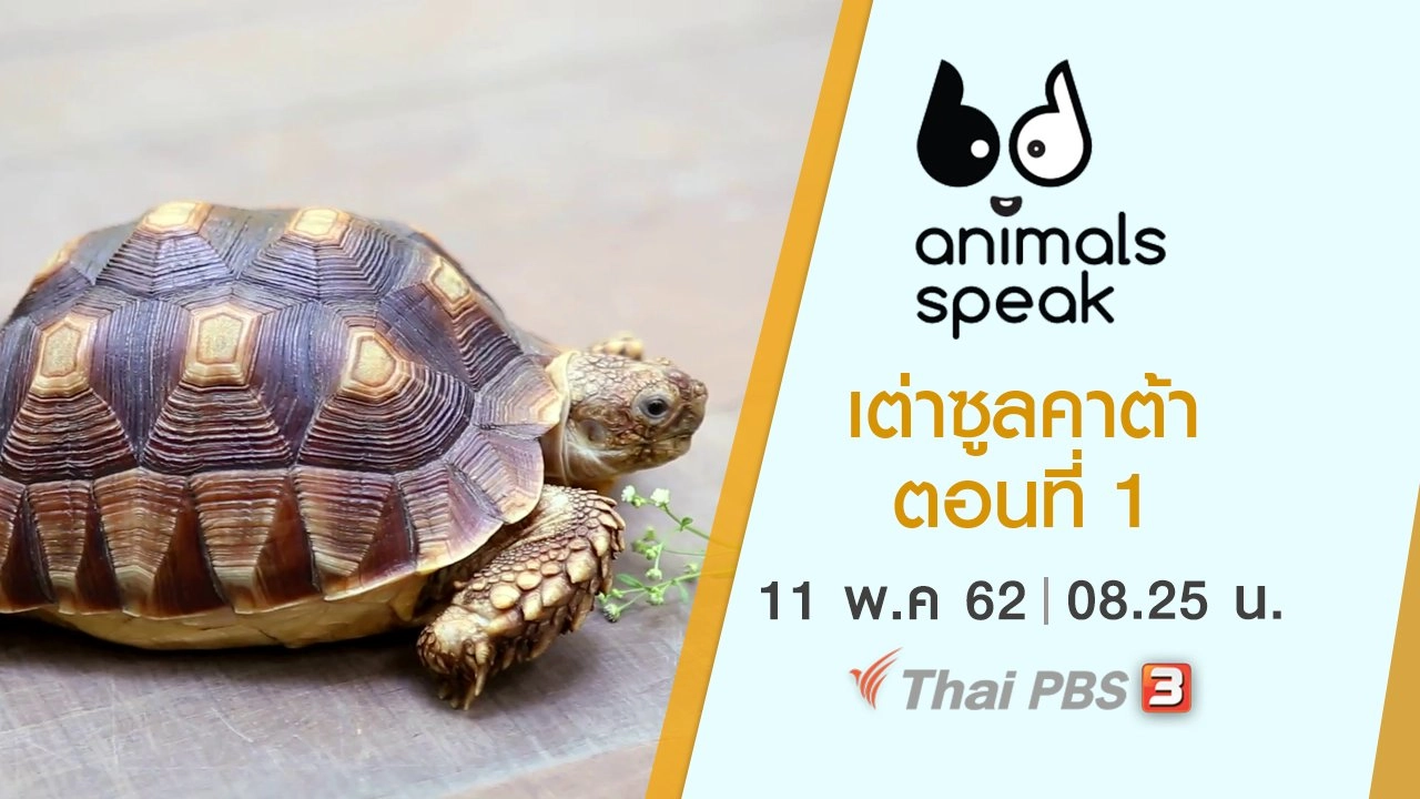 เต่าซูลคาต้า ตอนที่ 1