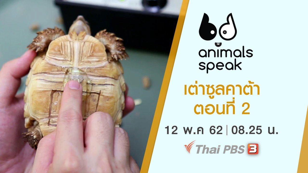 เต่าซูลคาต้า ตอนที่ 2