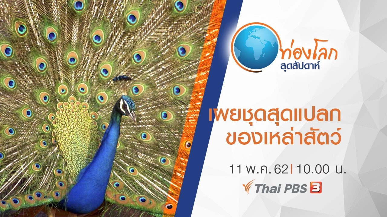 เผยชุดสุดแปลกของเหล่าสัตว์