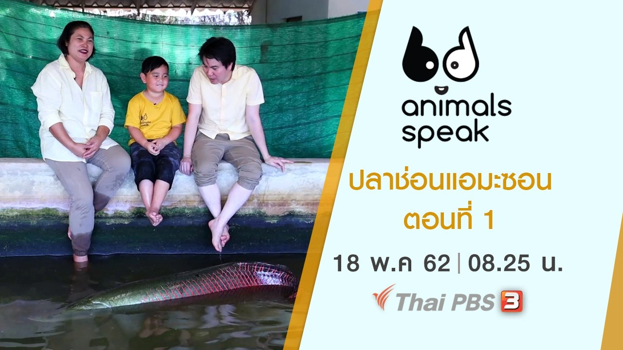 ปลาช่อนแอมะซอน ตอนที่ 1