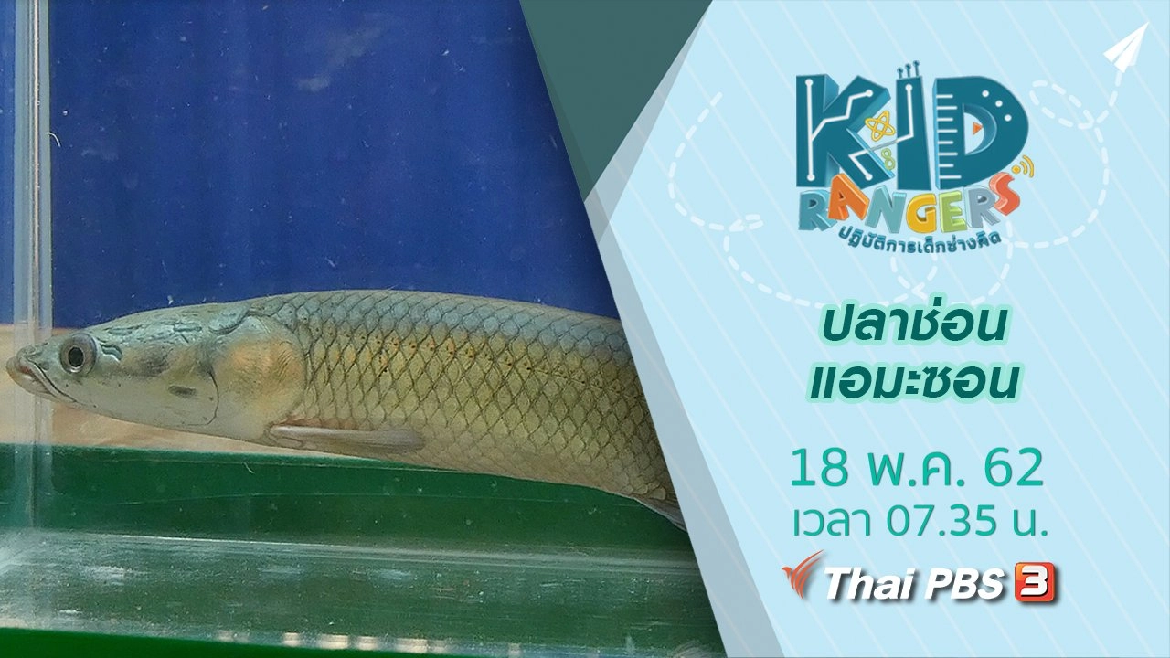 ปลาช่อนแอมะซอน