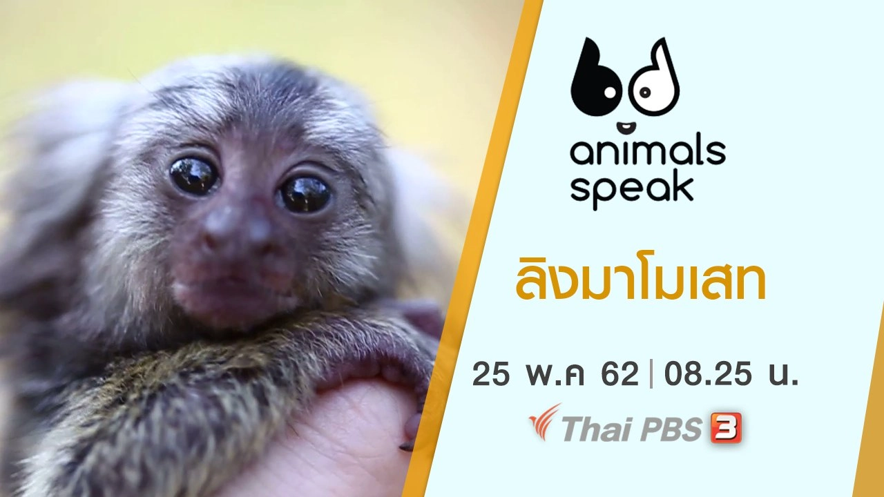 ลิงมาโมเสท