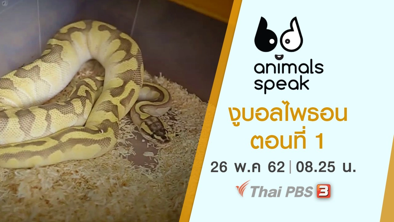 งูบอลไพธอน ตอนที่ 1